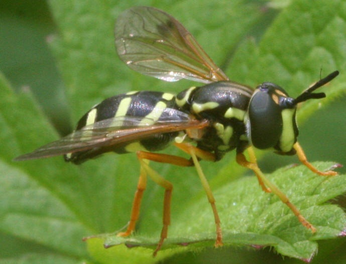 Chrysotoxum festivum