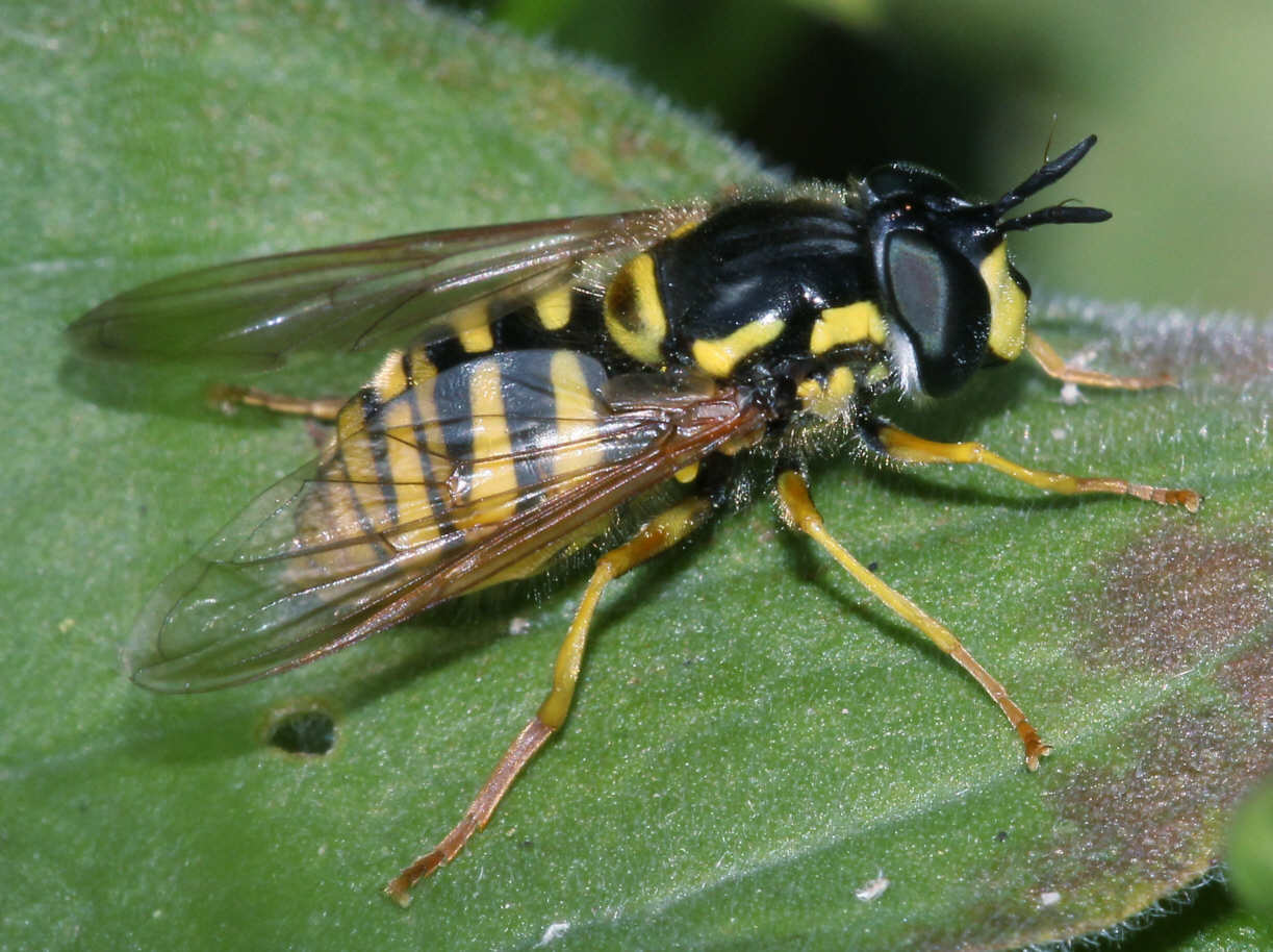 Chrysotoxum cautum