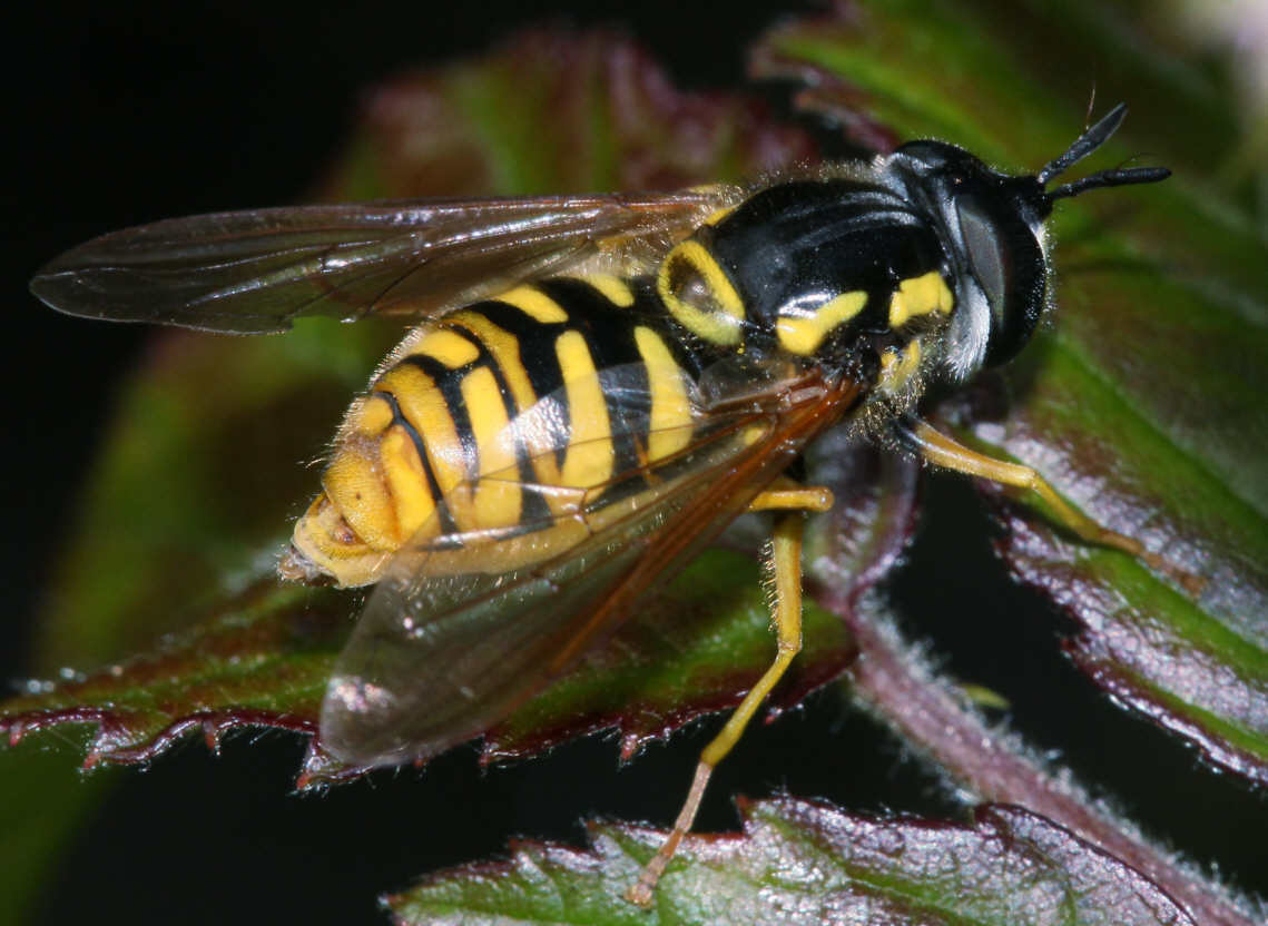 Chrysotoxum cautum