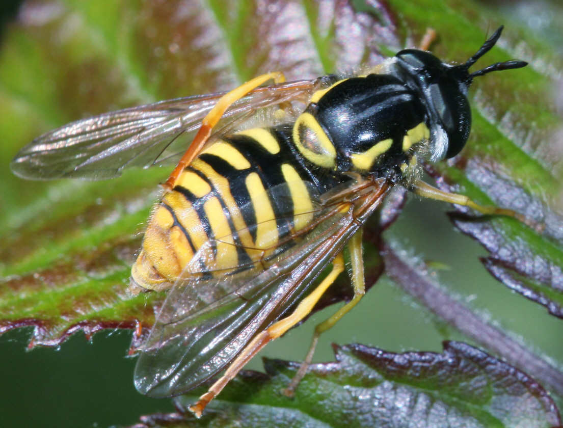 Chrysotoxum cautum