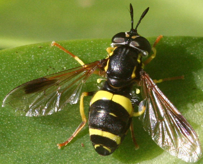 Chrysotoxum bicinctum