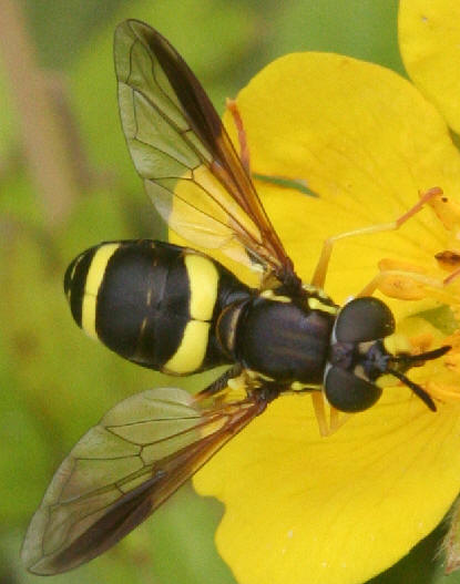 Chrysotoxum bicinctum
