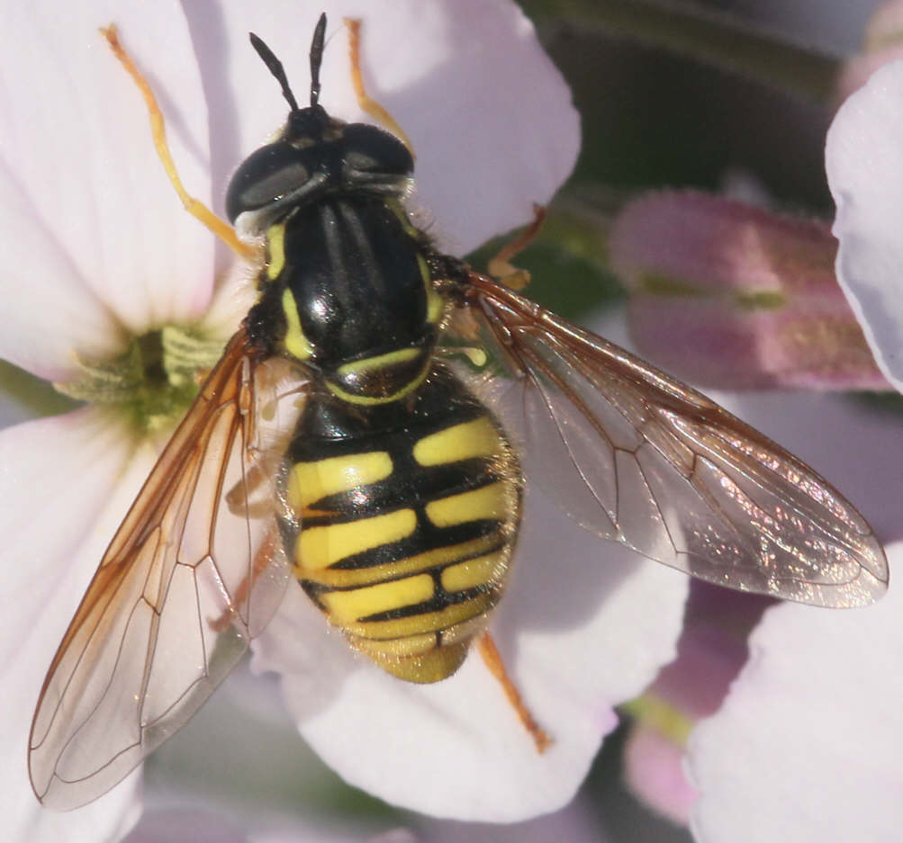 Chrysotoxum cautum