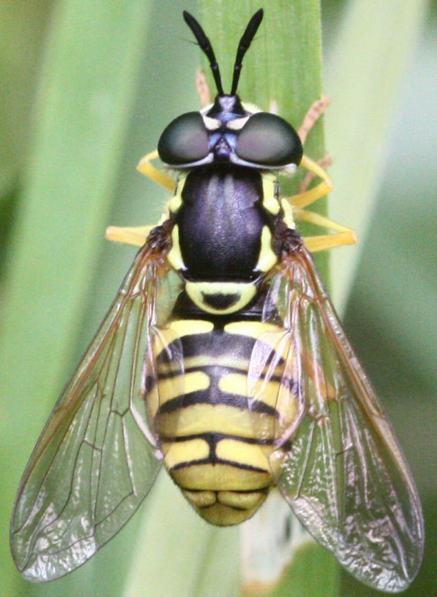Chrysotoxum verralli
