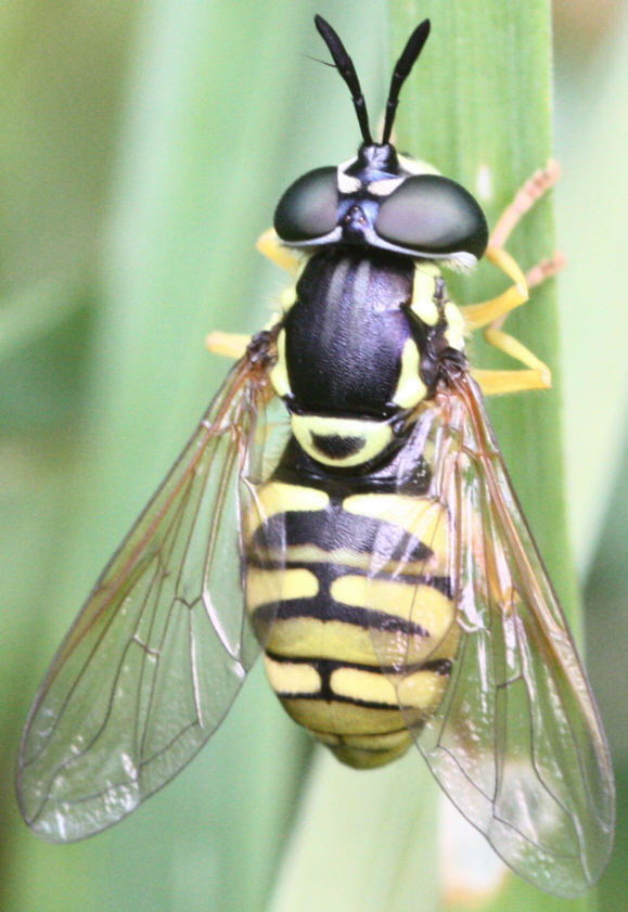 Chrysotoxum verralli