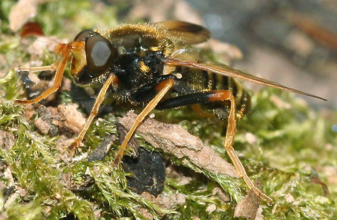 Caliprobola speciosa