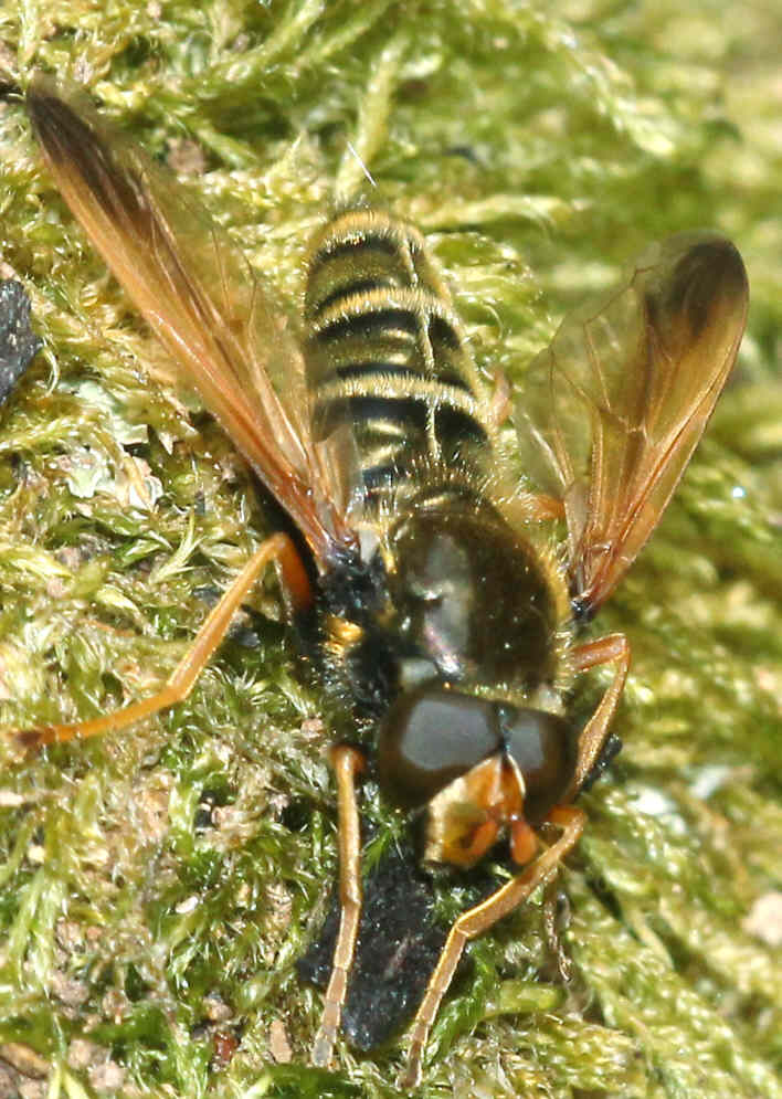 Caliprobola speciosa