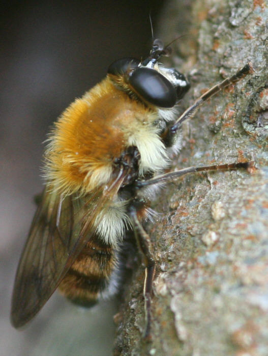 Criorhina floccosa