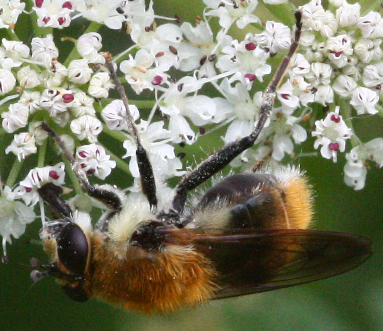 Criorhina floccosa