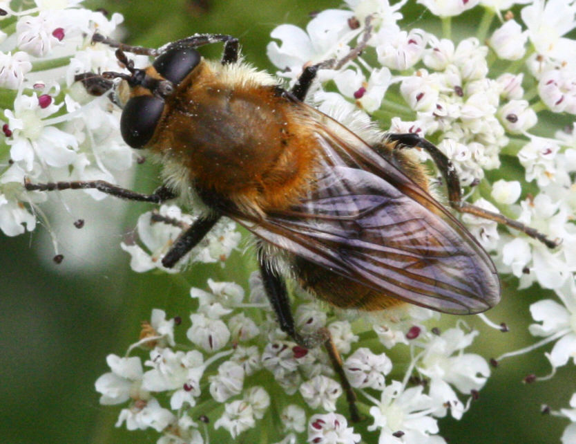 Criorhina floccosa