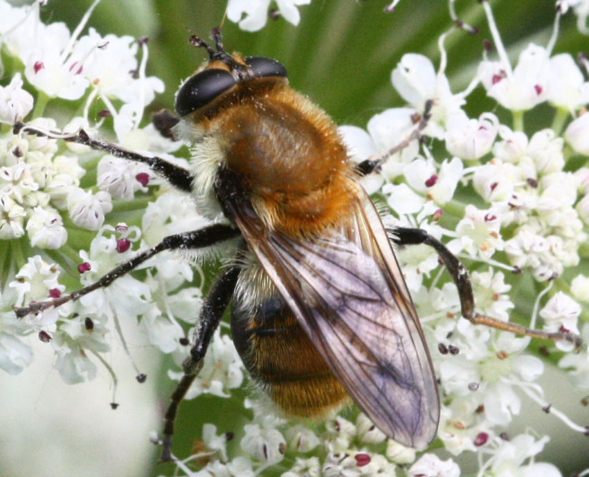 Criorhina floccosa