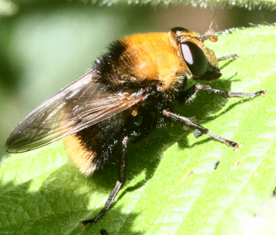 Criorhina berberina