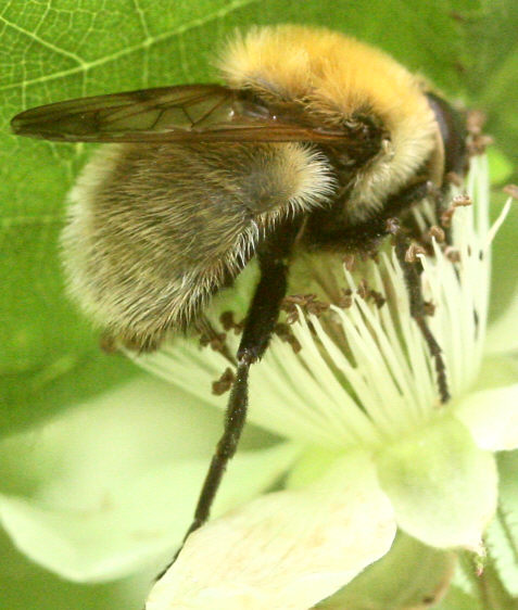 Criorhina berberina