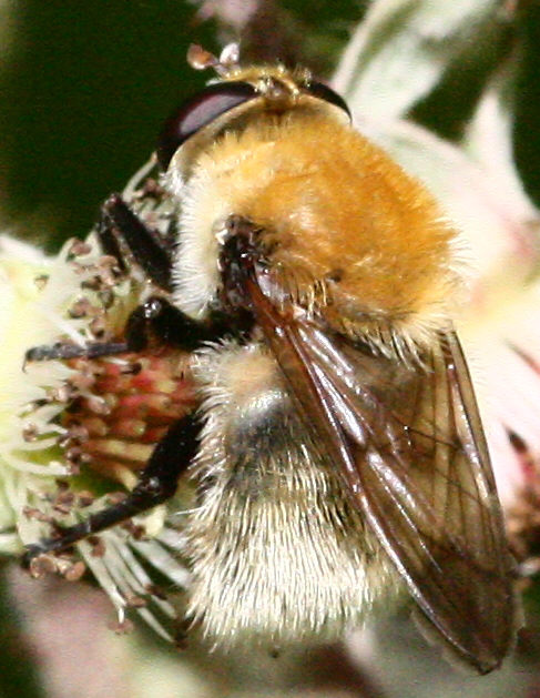 Criorhina berberina