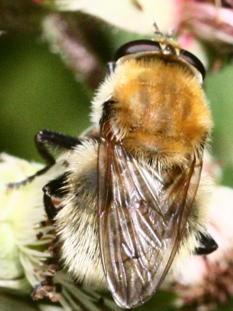 Criorhina berberina