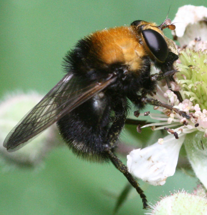 Criorhina berberina