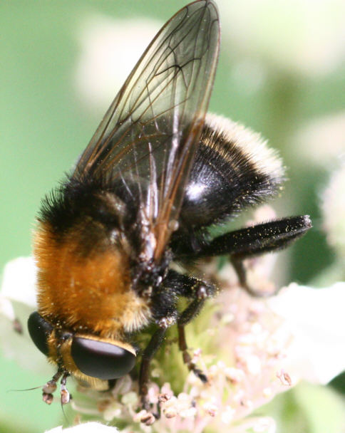 Criorhina berberina