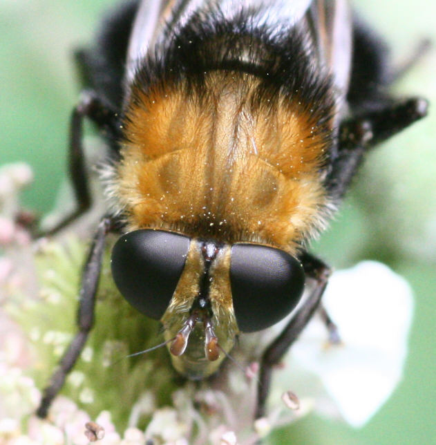 Criorhina berberina