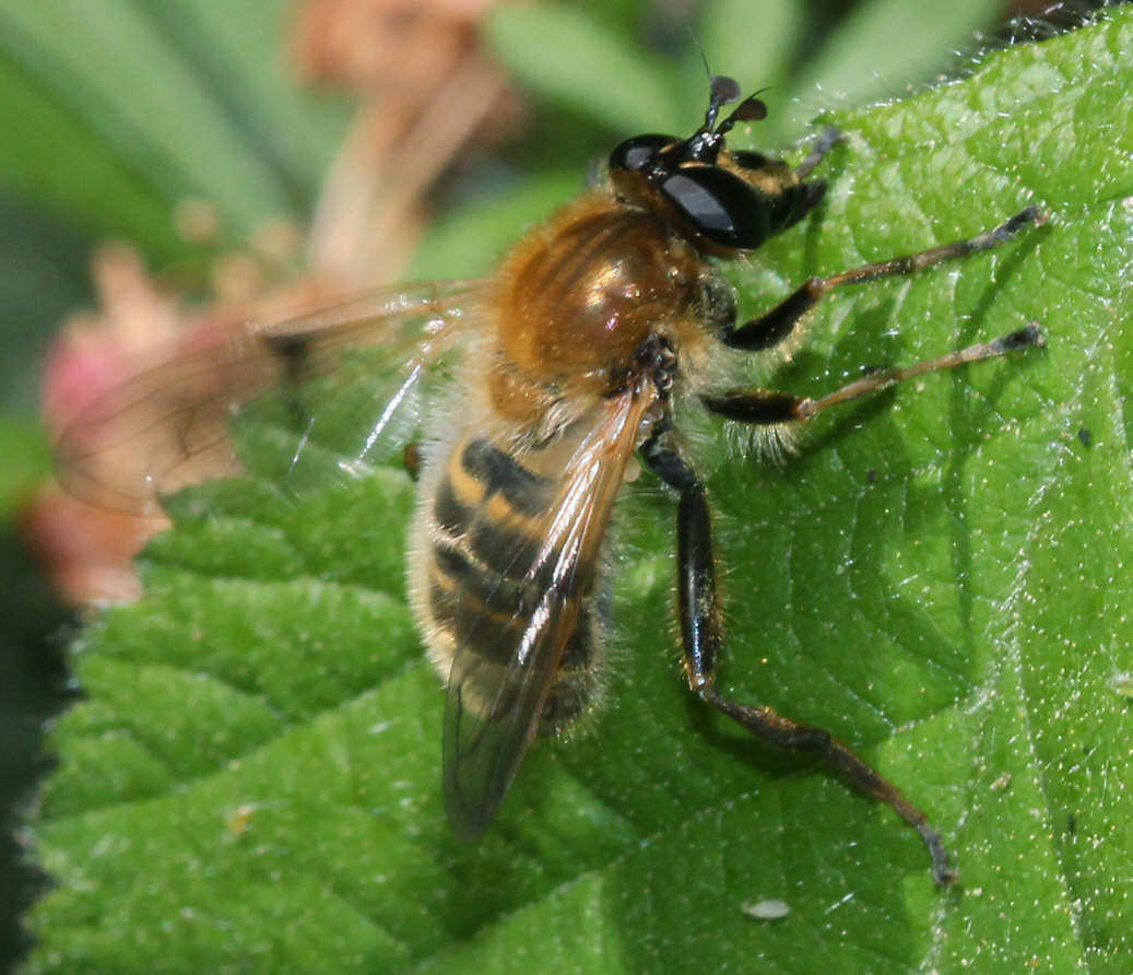 Criorhina asilica