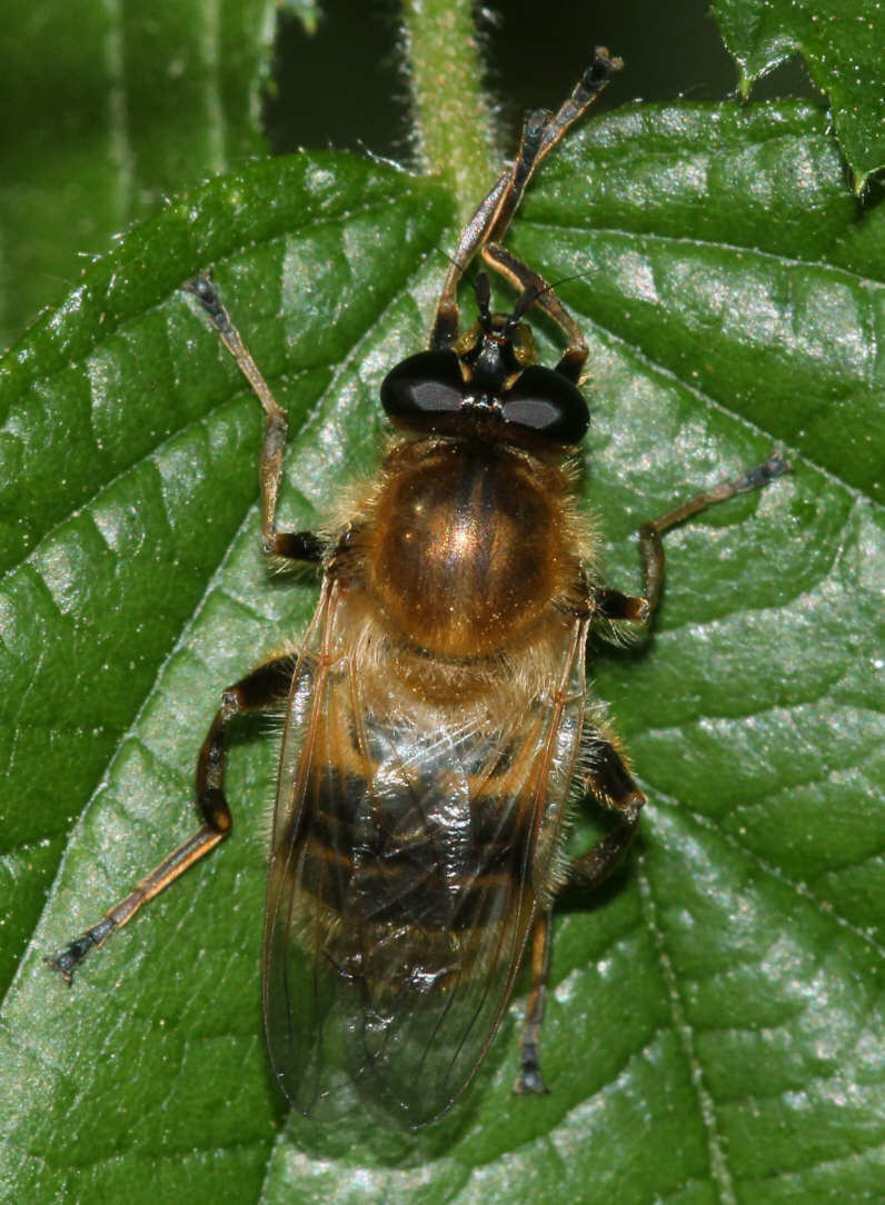 Criorhina asilica