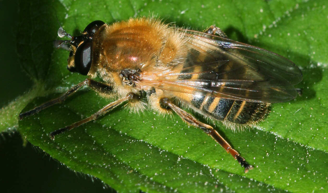 Criorhina asilica