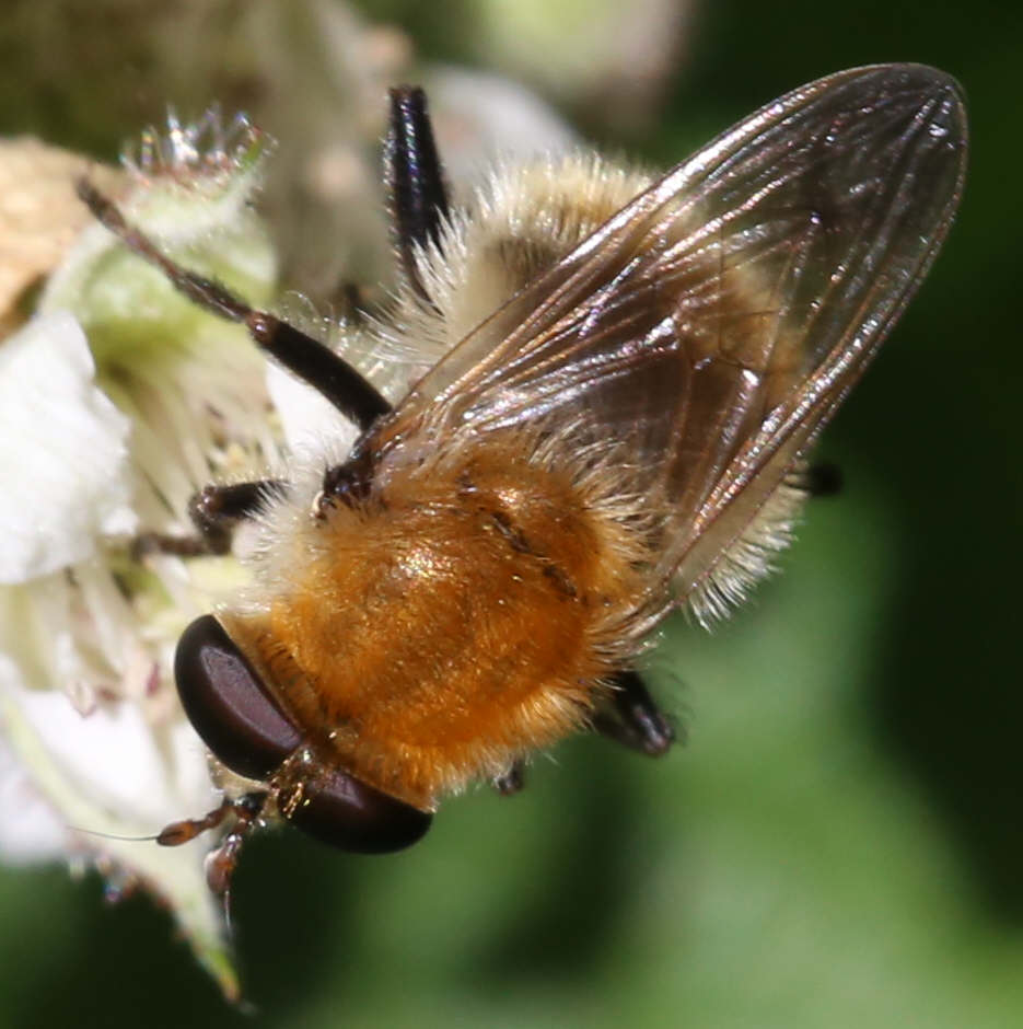 Criorhina berberina