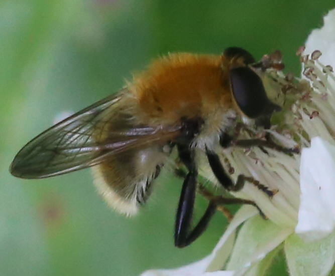 Criorhina berberina