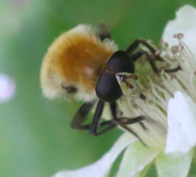 Criorhina berberina