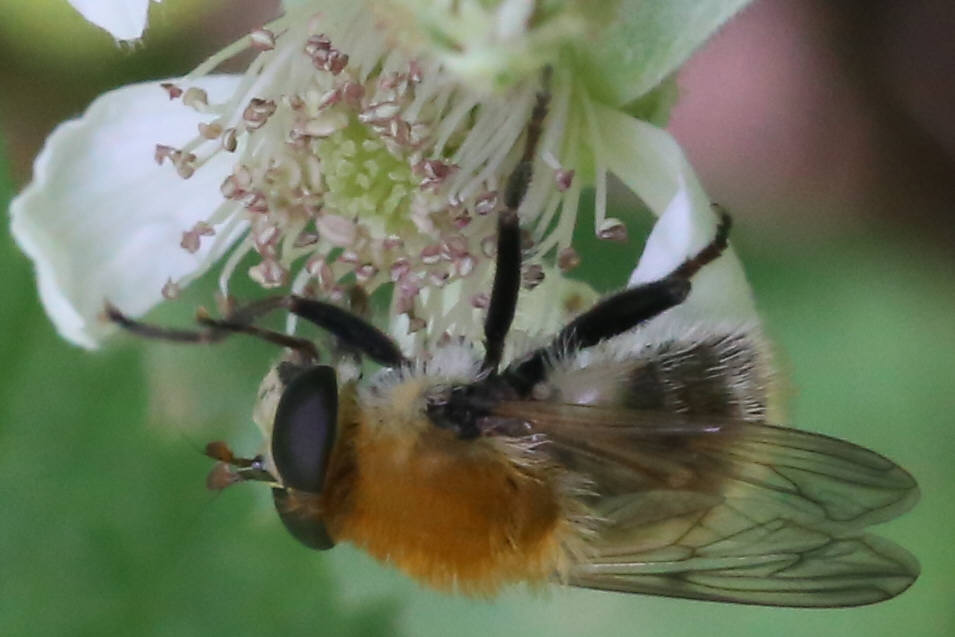 Criorhina berberina
