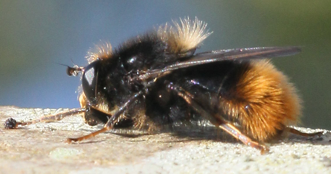 Criorhina ranunculi