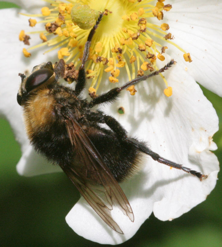 Criorhina berberina