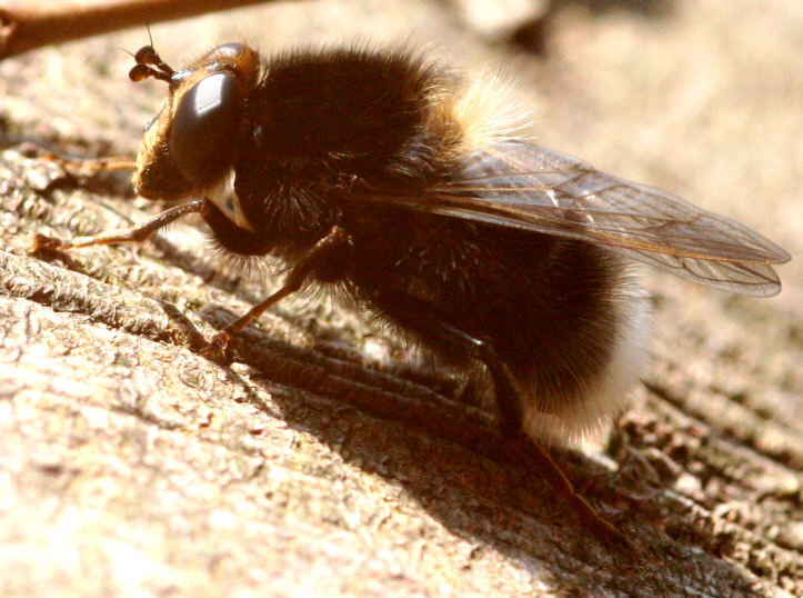 Criorhina ranunculi
