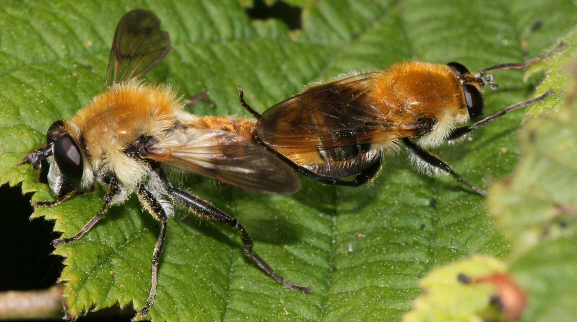 Criorhina floccosa