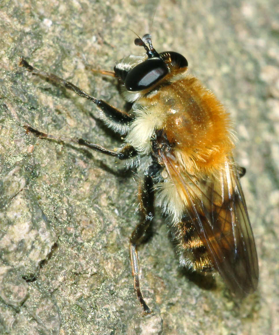 Criorhina floccosa