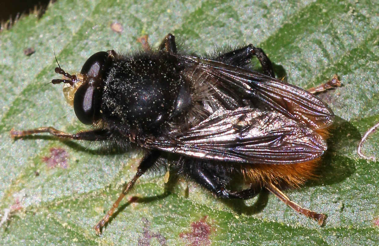 Criorhina ranunculi