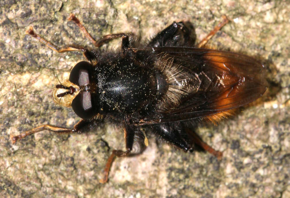 Criorhina ranunculi