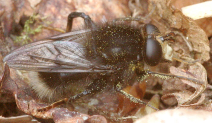 Criorhina ranunculi