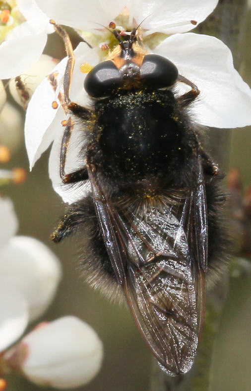 Criorhina ranunculi