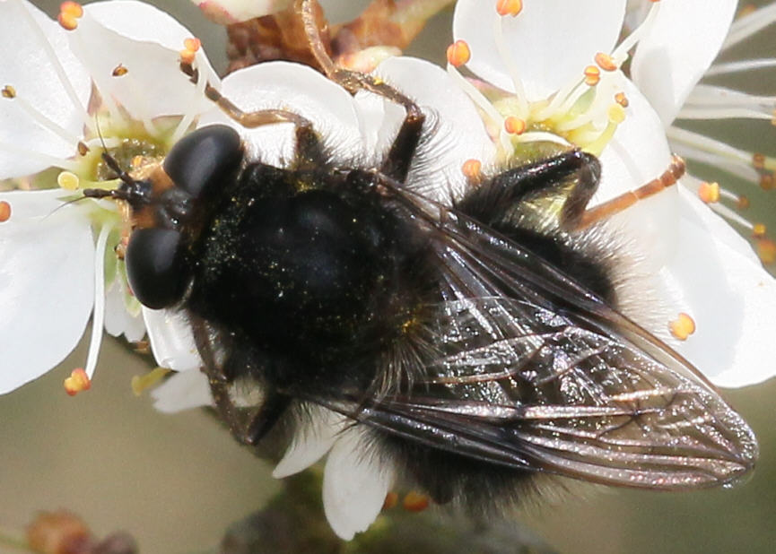 Criorhina ranunculi