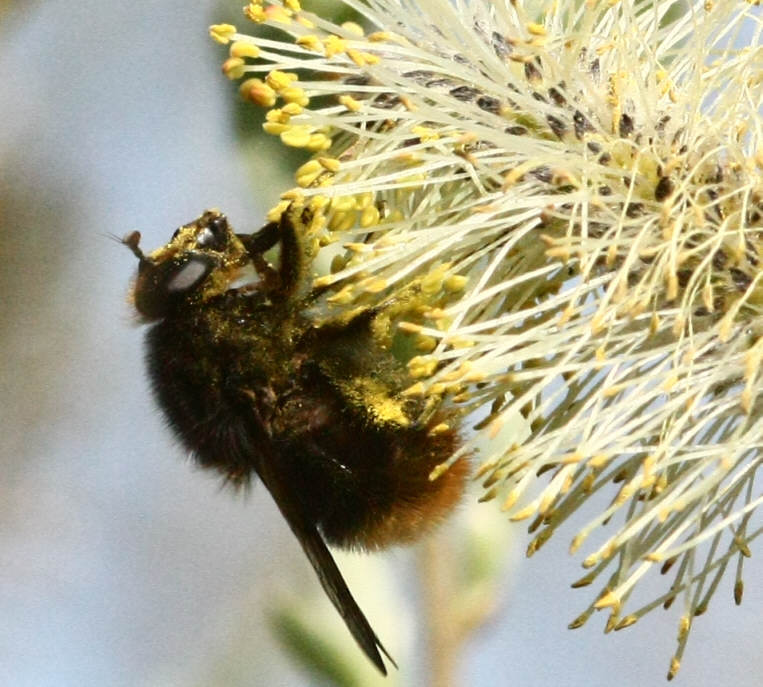 Criorhina ranunculi