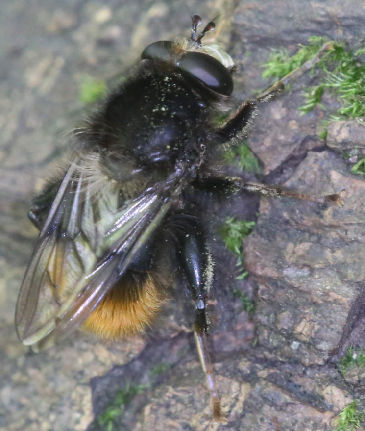 Criorhina ranunculi