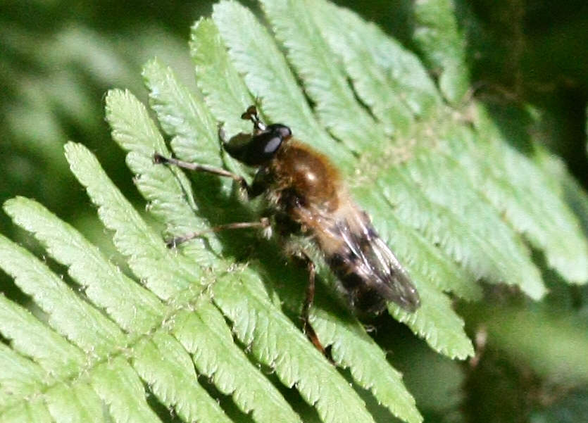 Criorhina asilica