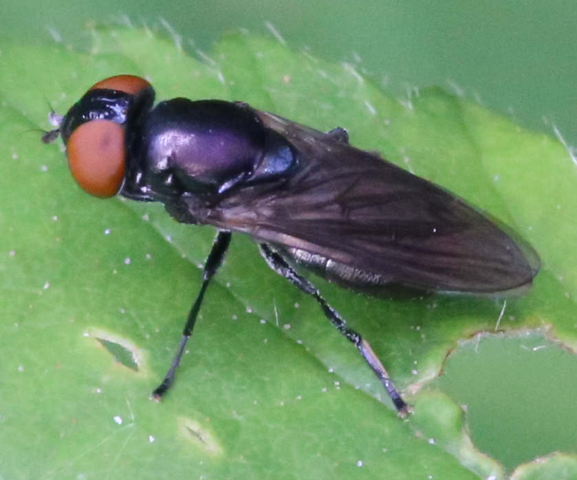 Chrysogaster solstitialis