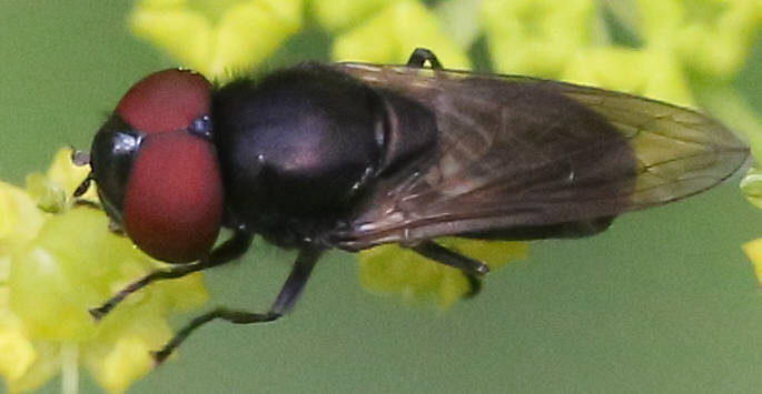 Chrysogaster cemiteriorum