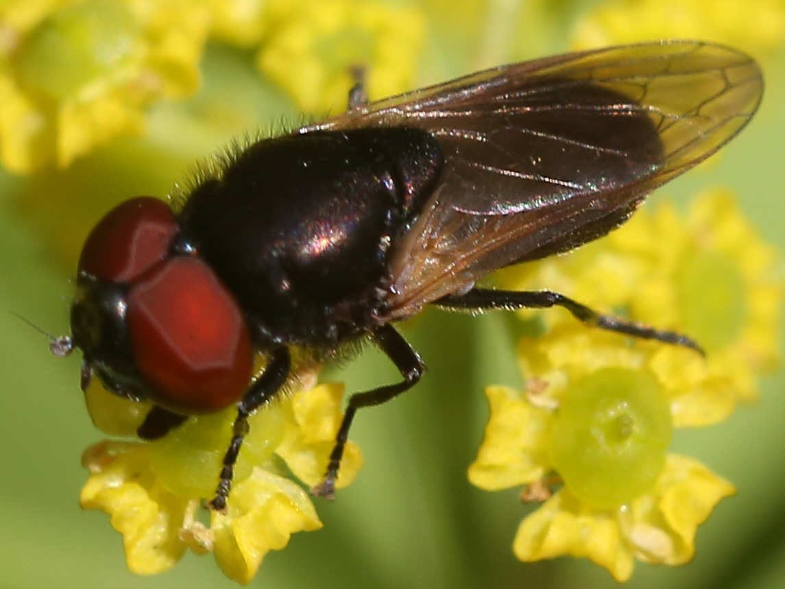 Chrysogaster cemiteriorum