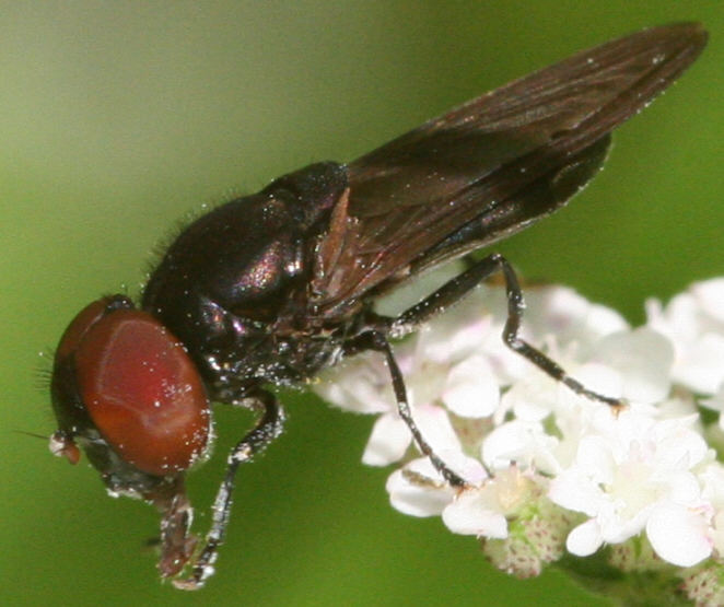 Chrysogaster solstitialis