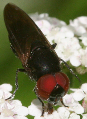 Chrysogaster solstitialis