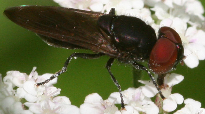 Chrysogaster solstitialis