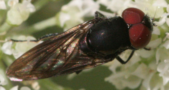 Chrysogaster solstitialis