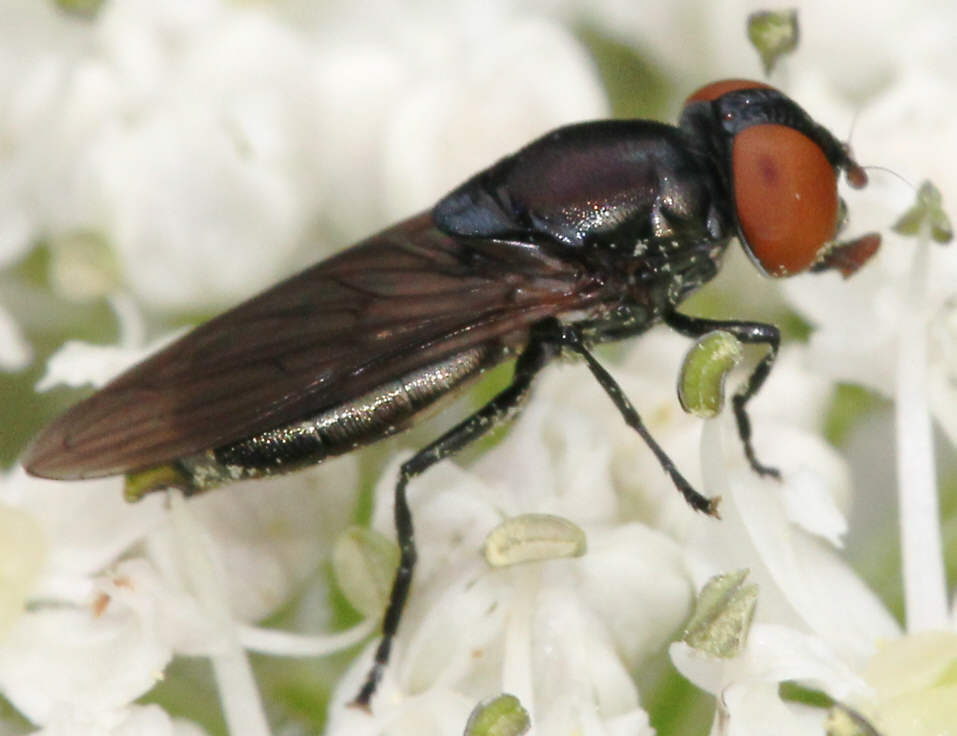 Chrysogaster solstitialis